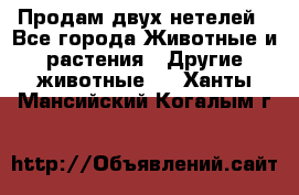 Продам двух нетелей - Все города Животные и растения » Другие животные   . Ханты-Мансийский,Когалым г.